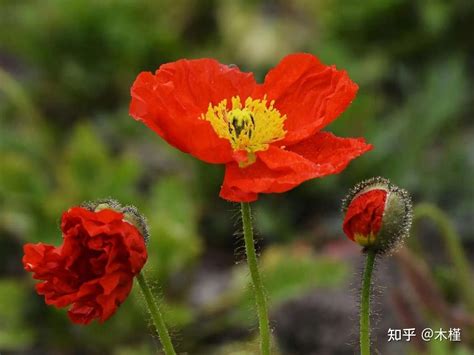 虞美人 花語|虞美人花语的含义及象征——解读这朵美丽花朵的情感内涵（虞美。